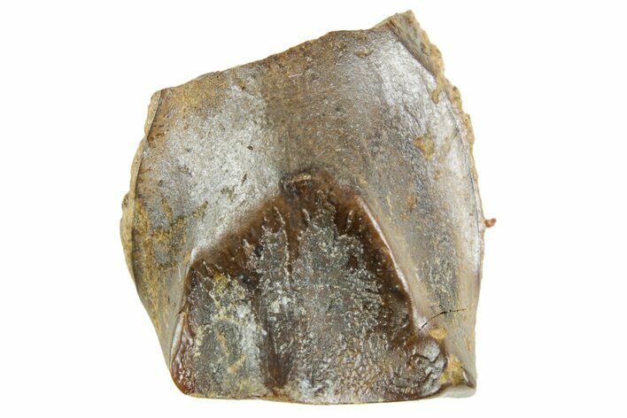 Fossil Triceratops Shed Tooth - Wyoming #364367